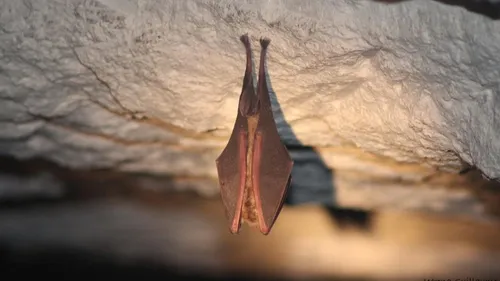 Avez-vous vu cette petite bête dans votre cave ? 